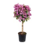 SEZONSKA RASTLINA BOUGAINVILLEA NA STEBLU