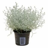 SEZONSKA RASTLINA CALOCEPHALUS BROWNII