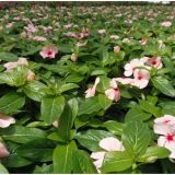 ENOLETNICA CATHARANTHUS ROSEUS L10.5 VINCA ROSEA ATLANTIS MIX