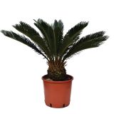 SEZONSKA RASTLINA CIKAS PALMA