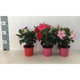 SEZONSKA RASTLINA DIPLADENIJA RIO L10