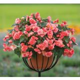 BEGONIJA DIŠEČA, SWEET SPICE ENGLISH ROSE L12