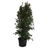 SEZONSKA RASTLINA EVGENIJA