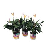 SEZONSKA RASTLINA HELIKONIJA