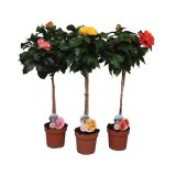 SEZONSKA RASTLINA HIBISCUS VELIK CVET NA STEBLU