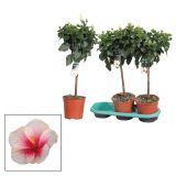 SEZONSKA RASTLINA HIBISKUS