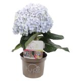 SEZONSKA RASTLINA HYDRANGEA AVANTGARDE
