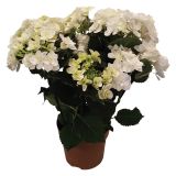 SEZONSKA RASTLINA HYDRANGEA DOUBLE DUTCH MIX