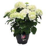 SEZONSKA RASTLINA HYDRANGEA MACROPHYLLA MIX