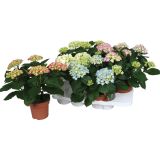 HORTENZIJA HYDRANGEA MIX L14