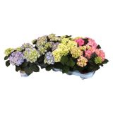 SEZONSKA RASTLINA HYDRANGEA SPECIAL MIX