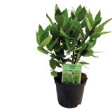 SEZONSKA RASTLINA LOVOR