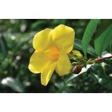 SEZONSKA RASTLINA MANDEVILLA