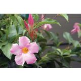 SEZONSKA RASTLINA MANDEVILLA