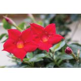 SEZONSKA RASTLINA MANDEVILLA