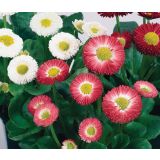 TRIO POMLADNIH RASTLIN MARJETICA SPEEDSTAR TRIO L13 SPEEDSTAR TRIO