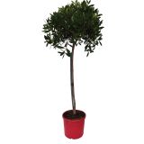 SEZONSKA RASTLINA METLIČNIK