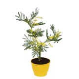 CVETOČA SOBNA RASTLINA GENISTA