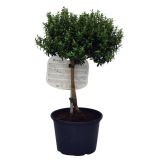 SEZONSKA RASTLINA MIRTA