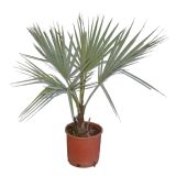 SEZONSKA RASTLINA MODRA BRAHEJA