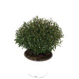 SEZONSKA RASTLINA MYRTUS COMMUNIS MICROPHYLLA