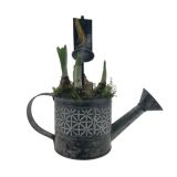 SEZONSKA RASTLINA NARCISA ZALIVALKA