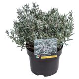 SEZONSKA RASTLINA NAVADNA ROŽMARINKA