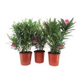 SEZONSKA RASTLINA NERIUM OLEANDER MIX