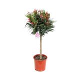 SEZONSKA RASTLINA NERIUM OLEANDER NA STEBLU