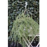 MIX DIŠAVNIC IN ZELIŠČ OBEŠANKA ZELIŠČA MIX L27