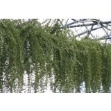 MIX DIŠAVNIC IN ZELIŠČ OBEŠANKA ZELIŠČA MIX L27