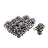 SEZONSKA RASTLINA OKRASNO ZELJE BRASSICA OLERACEA