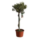 SEZONSKA RASTLINA OLJKA