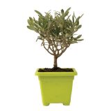 SEZONSKA RASTLINA OLJKA