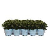 SEZONSKA RASTLINA PACIFIŠKA AJANIJA