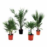 SEZONSKA RASTLINA PALME MIX