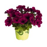 SEZONSKA RASTLINA POTUNIA L12