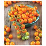 SEZONSKA RASTLINA POTUNIA L12