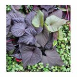 MIX POLETI CVET. RASTLIN MIX MIDI L12