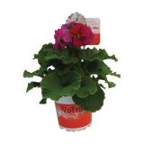 MIX POLETI CVET. RASTLIN MIX MIDI L12