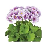 MIX POLETI CVET. RASTLIN MIX MIDI L12