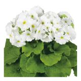 MIX POLETI CVET. RASTLIN MIX MIDI L12