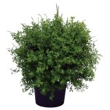 SEZONSKA RASTLINA RELIČNIK