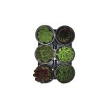 SEZONSKA RASTLINA SEMPERVIVUM MIX