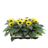 SEZONSKA RASTLINA SONČNICA