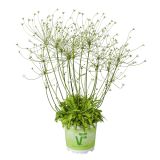 ENOLETNICA VOLMARY ANDROSACE SEPTENTRIONALIS SUBARU