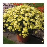 SEZONSKA RASTLINA VOLMARY ARGYRANTHEMUM FRUTESCENS LIMERO 12CM