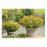 STRUKTURNA CVETOČA RASTL. VOLMARY BALKONSKI OGNJIČ L12