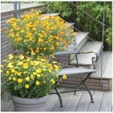 STRUKTURNA CVETOČA RASTL. VOLMARY BALKONSKI OGNJIČ L12