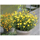 STRUKTURNA CVETOČA RASTL. VOLMARY BALKONSKI OGNJIČ L12